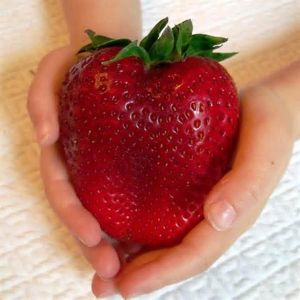  Top Brands  Home & Garden - לבית ולגינה Egrow 100Pcs Giant Red Strawberry Seeds Heirloom Super Japan Strawberry Garden Seeds