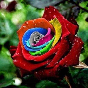  Top Brands  Home & Garden - לבית ולגינה Egrow 200Pcs Rainbow Rose Seeds Rare Colorful Flower Potted Plant Garden Bonsai